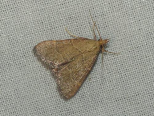 Réf. 312 135 : Hypsopygia incarnatalis